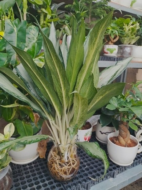 Cây Giữ Tiền Thủy Sinh Chậu Để Bàn 3