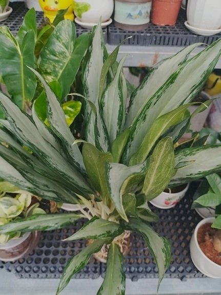 Cây Giữ Tiền Thủy Sinh Chậu Để Bàn 2