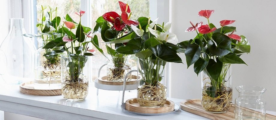Cây Hồng Môn Thủy Sinh Chậu Để Bàn 3