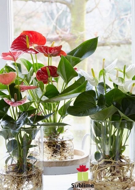 Cây Hồng Môn Thủy Sinh Chậu Để Bàn 2