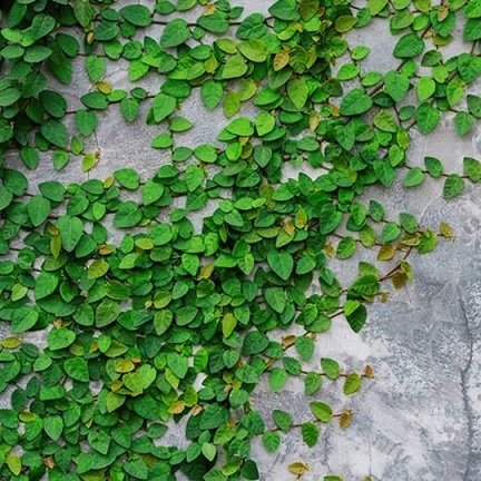 Cây Thằn Lằn Bám Tường 2