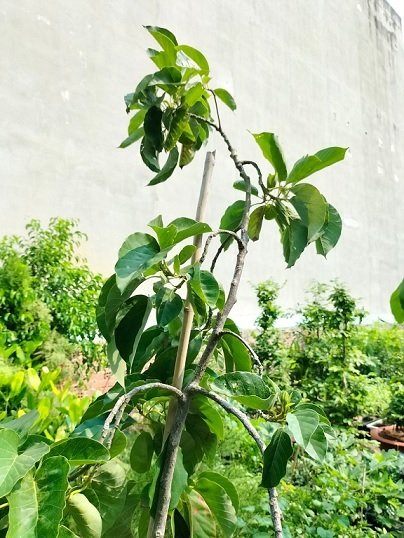 Bán Cây Bơ 034 (cây trương thành cao 2m) 2
