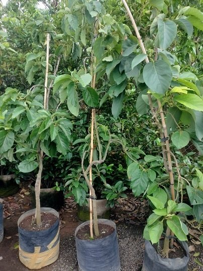 Bán Cây Bơ 034 (cây trương thành cao 2m)