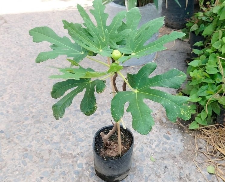 Bán Cây Sung Mỹ Trồng Chậu Giá Rẻ