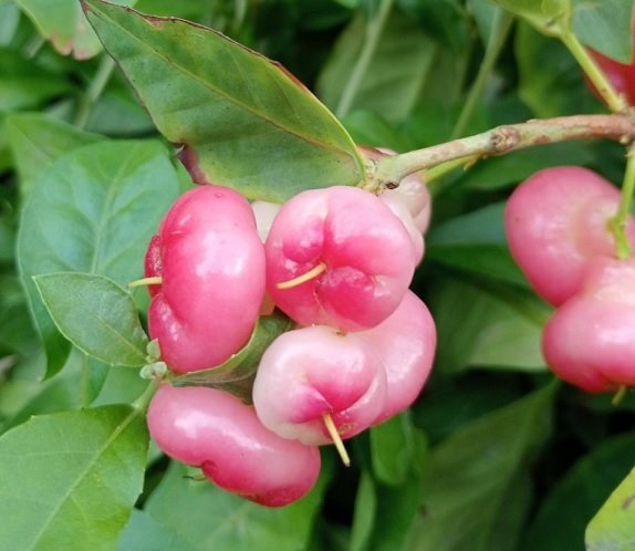 Cây Mận Hoàng Yến Trồng Chậu Có Trái