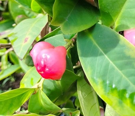 Cây Mận Hoàng Yến Trồng Chậu Có Trái 3