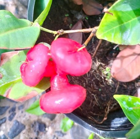 Cây Mận Hoàng Yến Trồng Chậu Có Trái 2