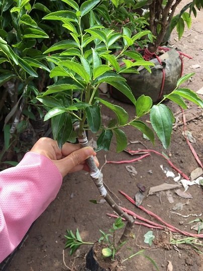 Bán Cây Giống Hồng Táo (táo tàu)