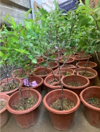 Bán Cây Giống Hồng Táo (táo tàu) 3