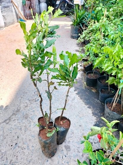 Bán Cây Giống Mắc Ca