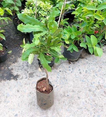 Bán Cây Giống Mắc Ca 3