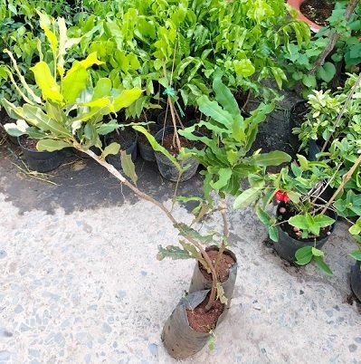 Bán Cây Giống Mắc Ca 2