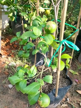 Cây chanh tứ quý cao 1m có trái 2