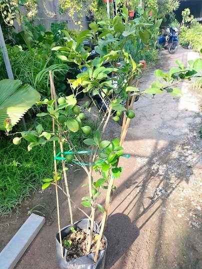 Cây chanh tứ quý cao 1m có trái 3