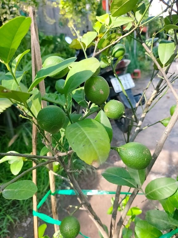 Cây chanh tứ quý cao 1m có trái