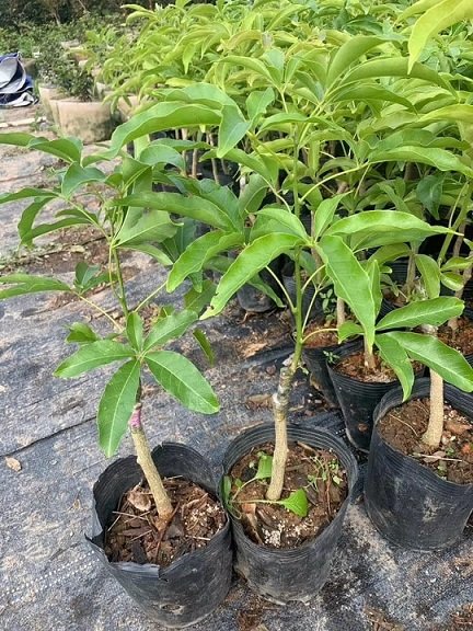Cây Bánh Kem Giống Cao 50-70cm 3