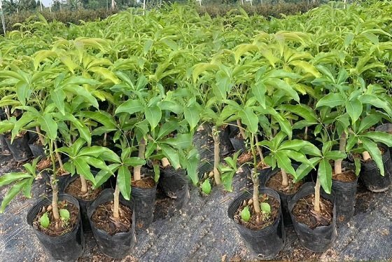Cây Bánh Kem Giống Cao 50-70cm 2