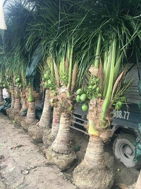 Bán Cây Dừa Xiêm Lùn (cây trưởng thành cao 3m có trái)