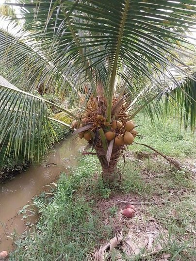 Bán Cây Dừa Xiêm Lùn (cây trưởng thành cao 3m có trái) 3