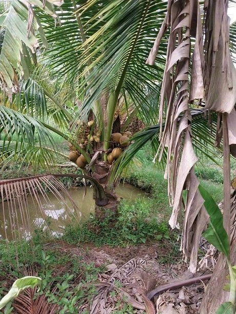 Bán Cây Dừa Xiêm Lùn (cây trưởng thành cao 3m có trái) 2