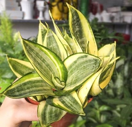 Cây Lưỡi Hổ Vàng Trồng Chậu Để Bàn