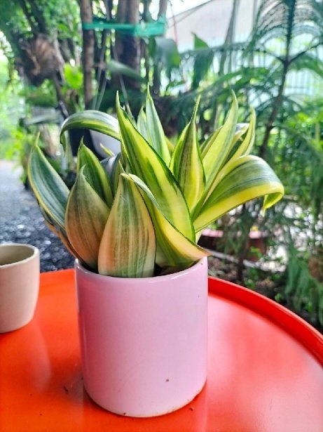 Cây Lưỡi Hổ Vàng Trồng Chậu Để Bàn 2