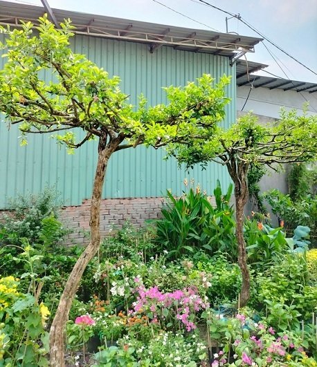 Cây Sơ Ri Tán Dù (cây ăn trái trồng chậu) 2