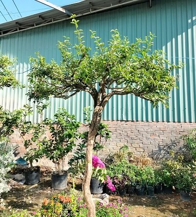 Cây Sơ Ri Tán Dù (cây ăn trái trồng chậu)