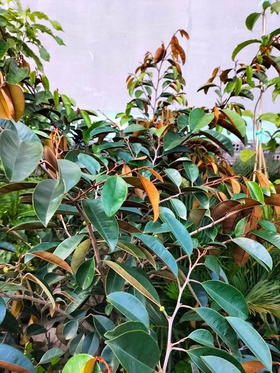 Bán Cây Vú Sữa Mica Trưởng Thành (cây có trái) 3