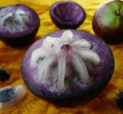 Bán Cây Vú Sữa Mica Trưởng Thành (cây có trái)