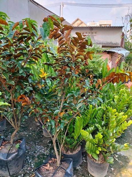 Bán Cây Vú Sữa Mica Trưởng Thành (cây có trái) 2