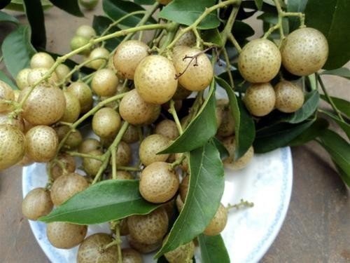 Cây Mắc Mật 2