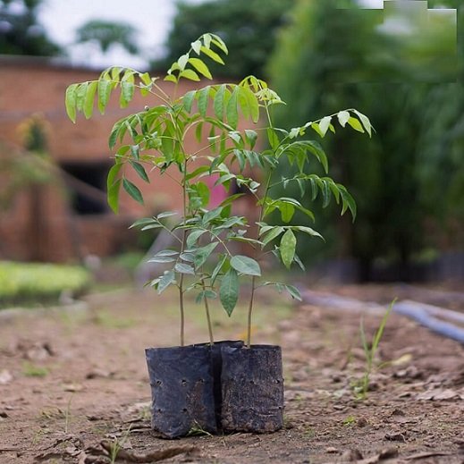 Cây Mắc Mật