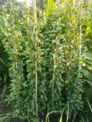 Cúc Tần Ấn Độ Dài 1,5m Giá Sỉ 3