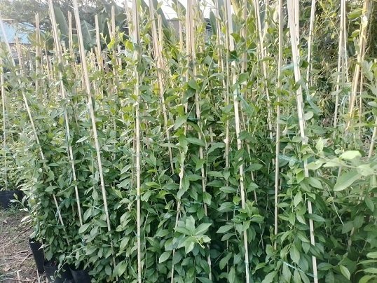 Cúc Tần Ấn Độ Dài 1,5m Giá Sỉ 2