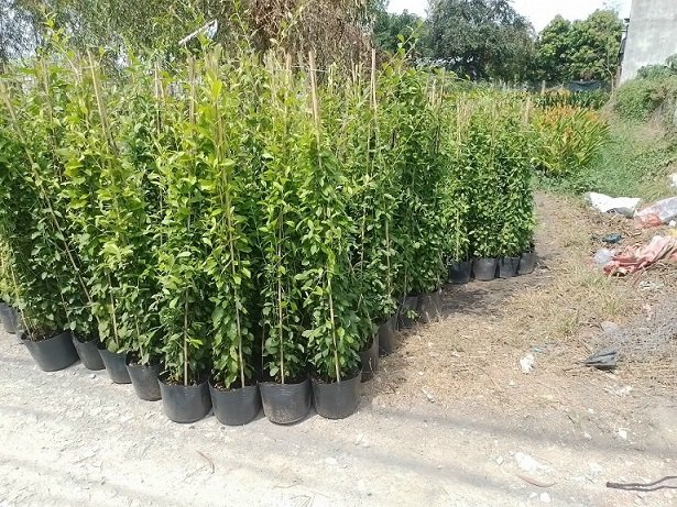 Cúc Tần Ấn Độ Dài 1,5m Giá Sỉ