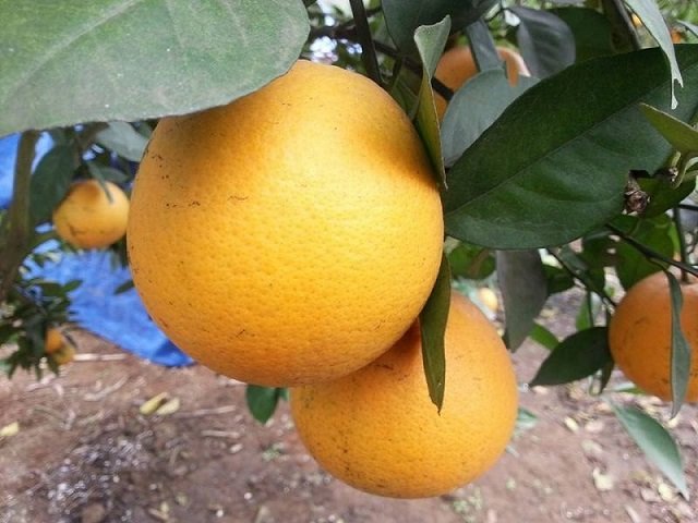 Cây Cam Vinh Giống Trưởng Thành Trồng Chậu Đang Có Trái
