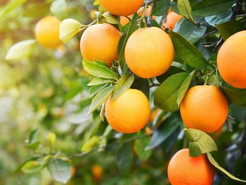 Cây Cam Vinh Giống Trưởng Thành Trồng Chậu Đang Có Trái 2