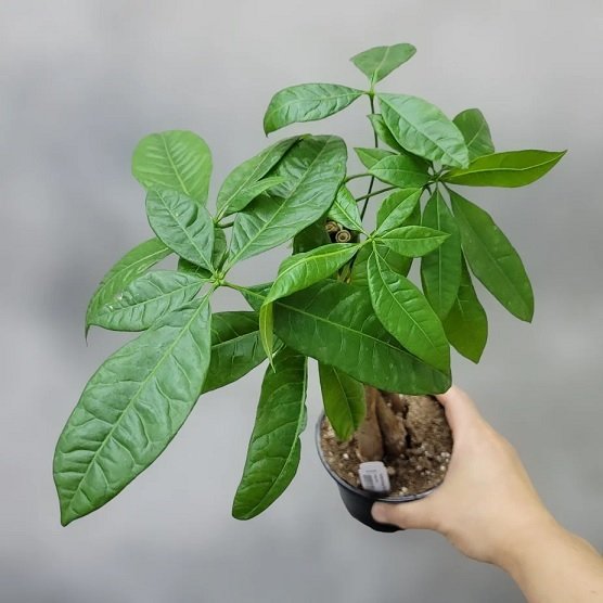 Cây Kim Ngân Thắt Bím Trồng Chậu Để Bàn 3