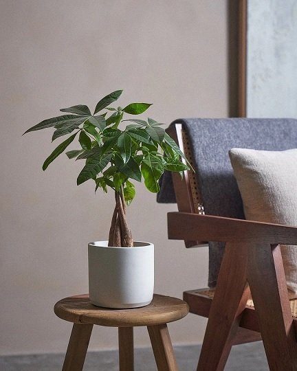 Cây Kim Ngân Thắt Bím Trồng Chậu Để Bàn
