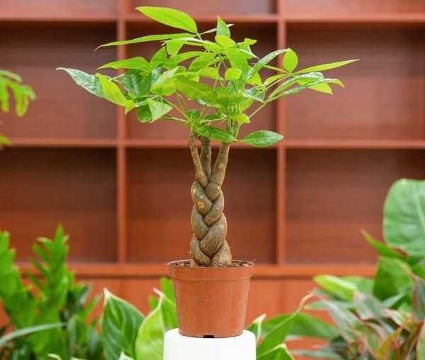 Cây Kim Ngân Thắt Bím Trồng Chậu Để Bàn 2