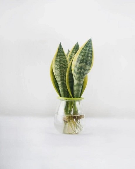 Cây Lưỡi Hổ Trồng Chậu Thủy Sinh Để Bàn 3