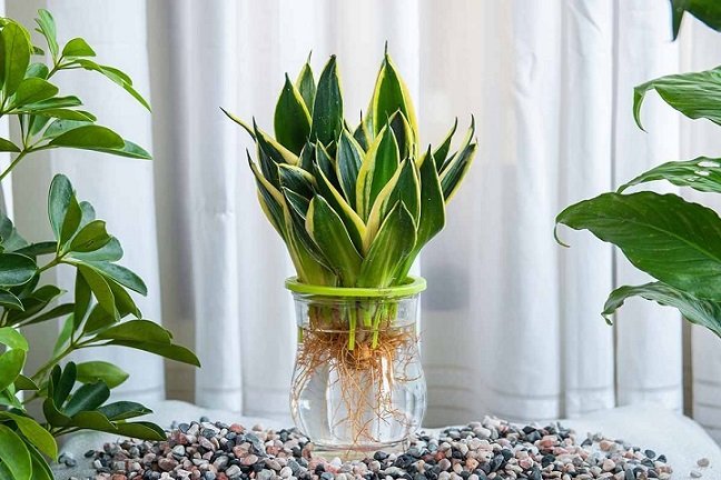 Cây Lưỡi Hổ Trồng Chậu Thủy Sinh Để Bàn