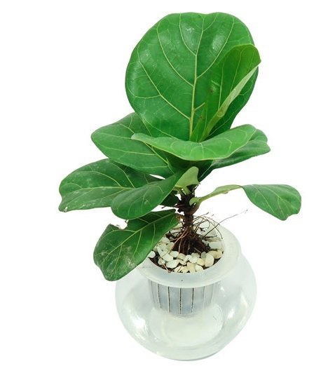 Cây Bàng Singapore Thủy Sinh Chậu Để Bàn