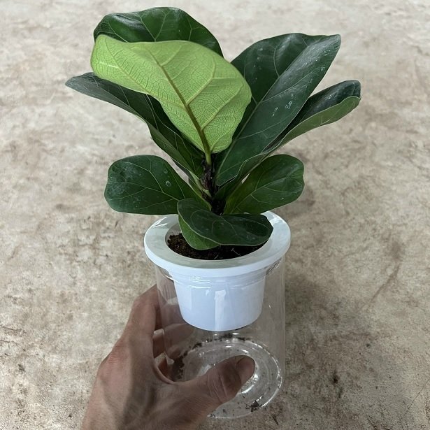 Cây Bàng Singapore Thủy Sinh Chậu Để Bàn 3