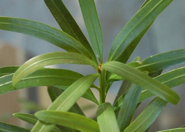 Cây Tùng La Hán Trồng Chậu Để Bàn 2