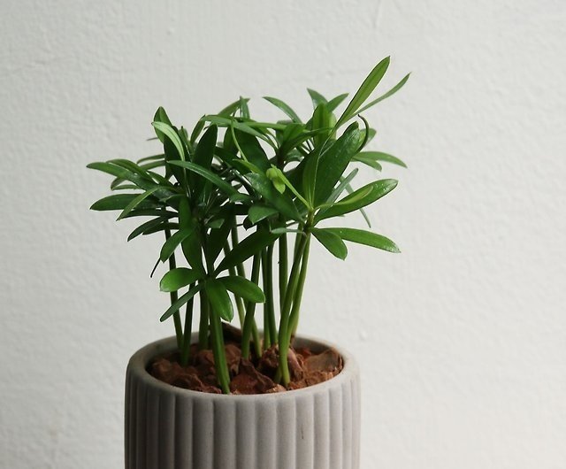 Cây Tùng La Hán Trồng Chậu Để Bàn