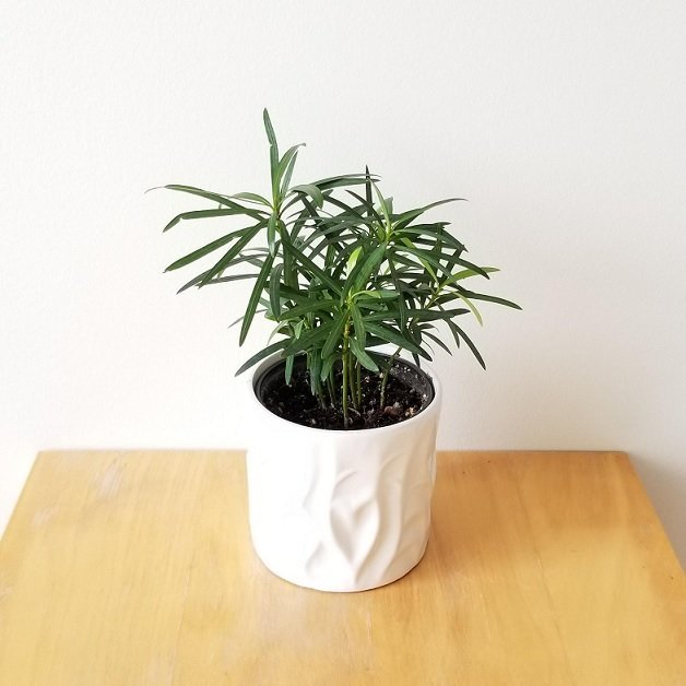 Cây Tùng La Hán Trồng Chậu Để Bàn 3