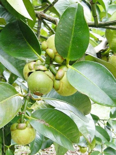 Cây Măng Cụt Giống 3