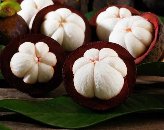 Bán Cây Măng Cụt Trưởng Thành Cao hơn 3m 3